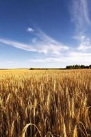 ripe yellow cereals photo