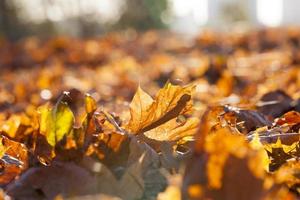 yellowed maple leaves photo