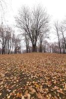 Autumn Park, overcast photo