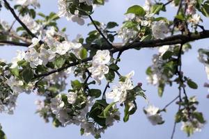 White apple flowers in May photo