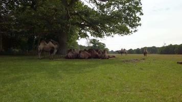 Group of camels resting on a green field video