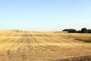 agricultural field, cereals photo