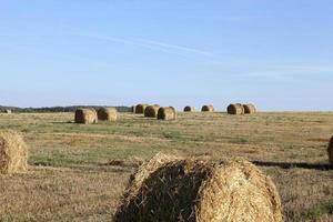 haystacks in a field of straw photo