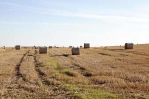 stack of wheat straw photo