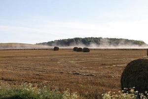 stack of wheat straw photo