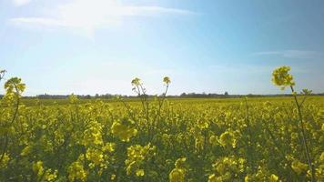 beaux champs de colza jaune au soleil de printemps video