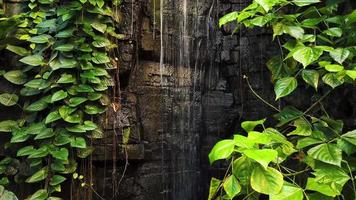 petite chute d'eau dans la forêt tropicale humide, séquence vidéo 4k video