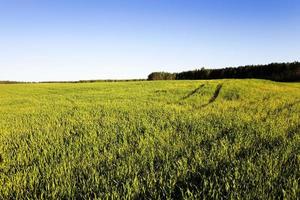 agriculture grass grows photo