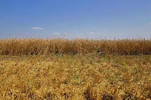 cereals during harvest photo