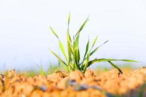 field with young wheat photo