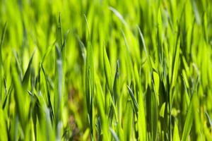 Wheat close up photo