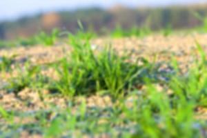 campo con trigo joven foto