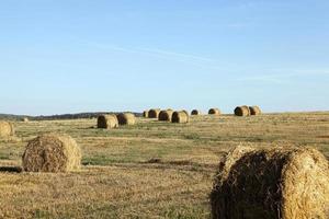 haystacks in a field of straw photo