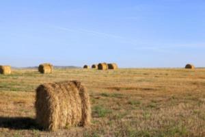 haystacks in a field of straw photo
