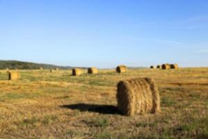 stack of wheat straw photo