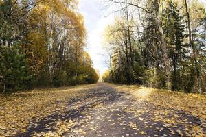 road in the autumn season photo