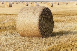 stack of straw in the field photo