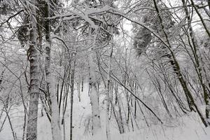 deciduous trees without leaves in the snow after blizzards photo