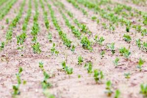 sprout green peas photo