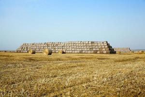 stack of straw in the field photo