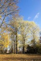 autumn foliage , the sky, photo