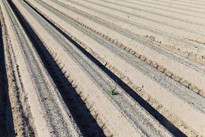 furrows in the field photo