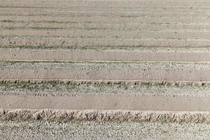 surcos en el campo foto