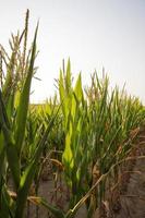 Field with corn photo