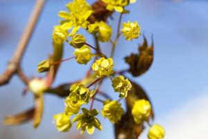 flowering maple tree photo