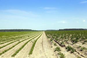 Field with carrot photo