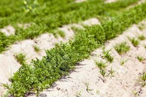 sprouts carrots. field photo