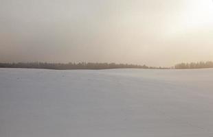 bosque en invierno, amanecer foto