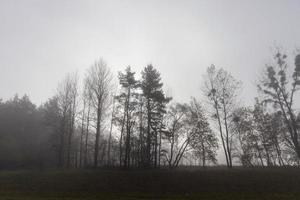 Trees in the fog photo