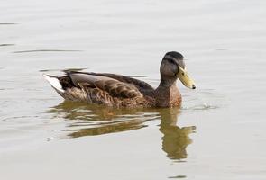 patos de aves acuáticas salvajes en la naturaleza, patos en su hábitat natural foto