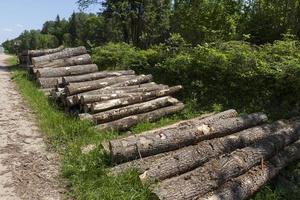 harvesting pine tree trunks in the forest photo
