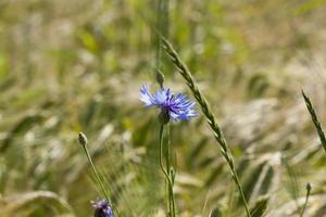 blue cornflowers growing in summer photo