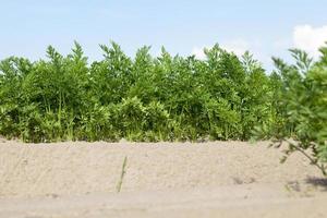 Field with carrot photo