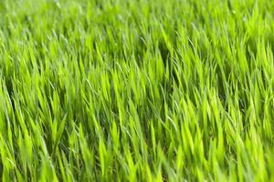 Field of wheat photo