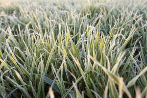 wheat during frost photo