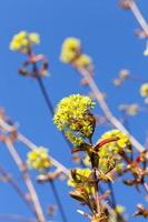 flowering maple tree photo