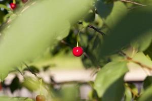 red ripe cherry on the branches of a cherry fruit tree photo