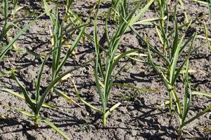 an agricultural field with growing garlic photo