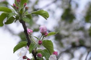 pink apple flowers in May photo