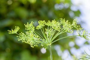 green umbrella dill photo