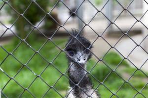 cabeza de avestruz en el zoológico foto