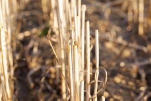 Field harvested wheat crop photo