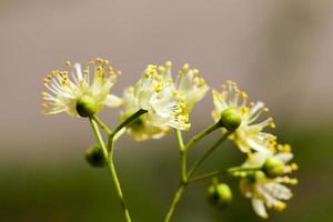 flowering linden trees photo