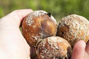 rotten apples, close-up photo