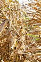 Ripe yellow corn photo