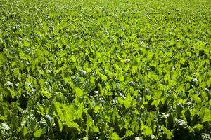 green beet for sugar production in the agricultural field photo